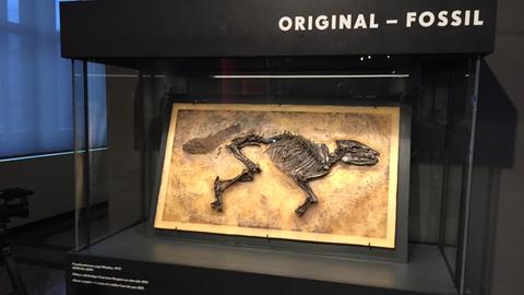 Fossil eines Urpferds aus der Grube Messel