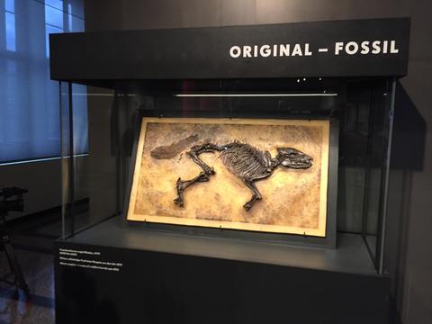 Fossil eines Urpferds aus der Grube Messel