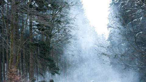 Wald im Winter, Nebel