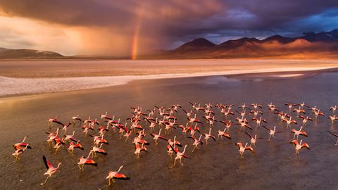 Flamingo-Schwarm fliegt übers Wasser, im Hintergrund ein Regenbogen