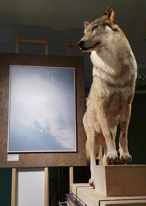 Wolf im Deutschen Romantik Museum, Frankfurt