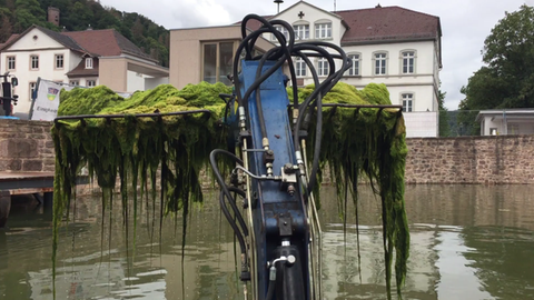 Mit schwerem Gerät werden die Algen aus dem Becken geschöpft.