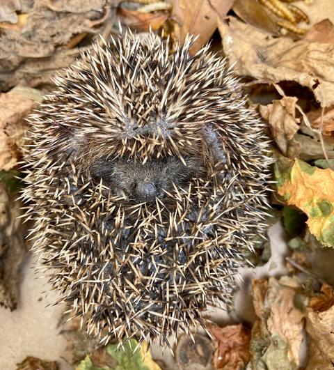 Igel-Nachwuchs