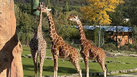 Kimia Giraffe Opel Zoo