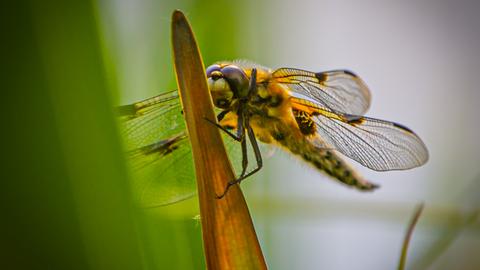 Momentaufnahme Libelle