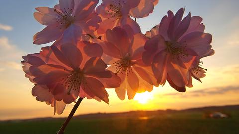 Zierkirschblüte im Gegenlicht