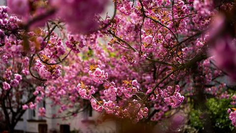 Momentaufnahme Kirschblüten