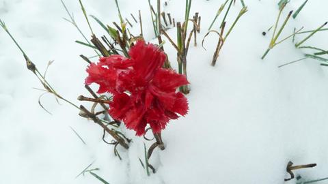 Eine rote Blume im Schnee in Nahaufnahme.