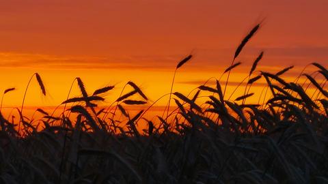 Momentaufnahme Sonnenuntergang