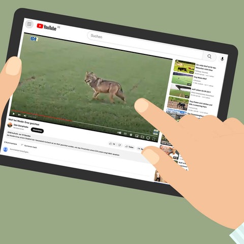 Ein Screenshot von einem YouTube Account mit einem Standbild eines Wolfes in der Landschaft. Das Bild ist eingebettet in ein gezeichnetes Tablet, das von Händen gehalten wird.