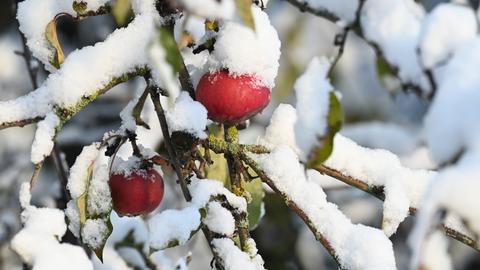 Schneebedeckte Äpfel