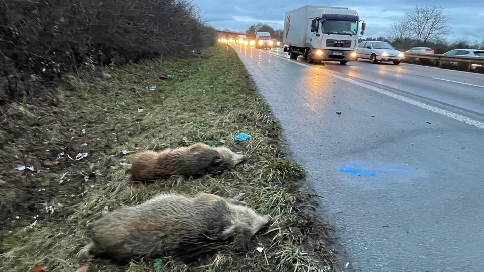 Wildunfall auf A661 bei Frankfurt