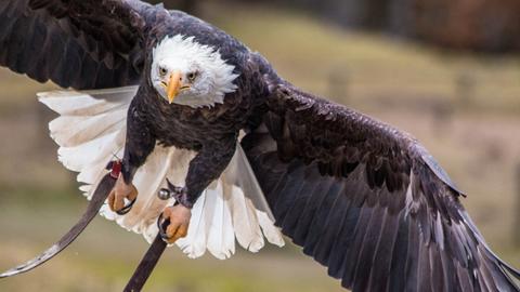 Weißkopfseeadler "Baby"