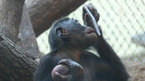 Kuckuck: Dieser Bonobo beäugt sich im Spiegel.