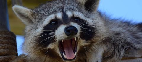 Ein aggressiver Waschbär faucht