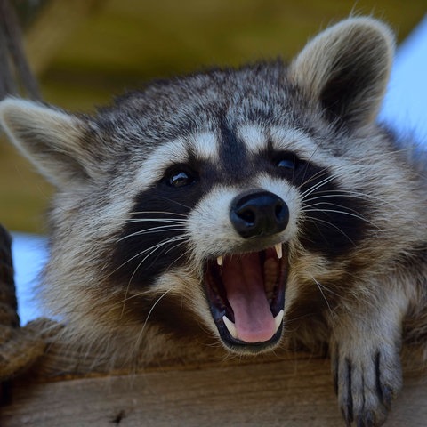 Ein aggressiver Waschbär faucht