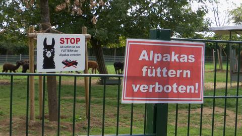 Schild mit Aufschrift Alpakas füttern verboten