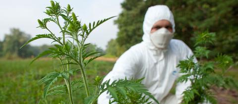 Ein mit Schutzanzug und Maske ausgerüsteter Forstwirt entfernt eine Ambrosia-Pflanze.