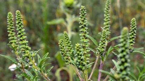 In einer einzigen Ambrosia-Staude stecken bis zu einer Milliarde Pollen. 