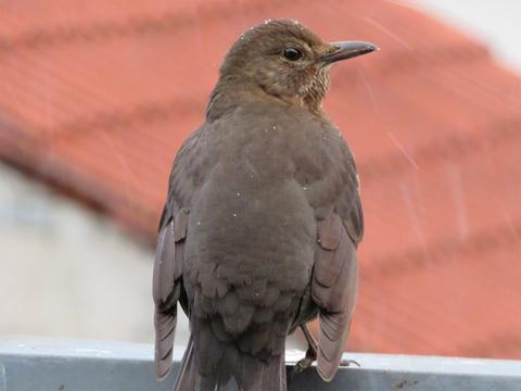 Amsel auf einer Metallstange