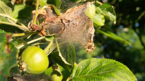 Netze der Apfelbaumgespinstmotte überziehen einen Apfelbaum in einem Obstgarten. 