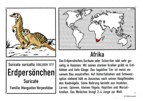Zoo-Infotafel zu Erdpersönchen mit Zeichnung, Verbreitungsgebiet und Infos.