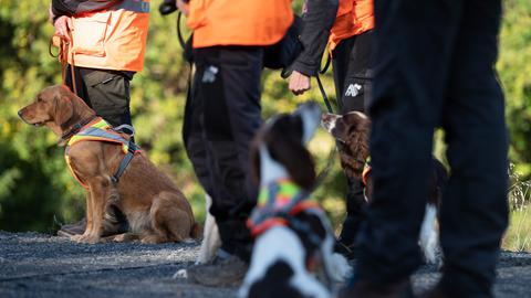 Artenschutzspürhunde der Deutschen Bahn