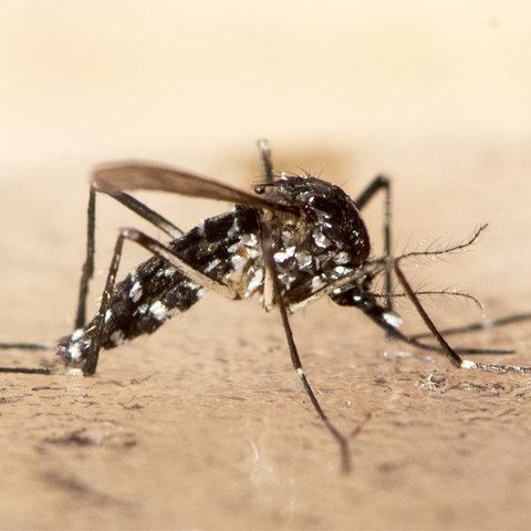 Das Bild zeigt eine tote Asiatische Tigermücke. Sie hat einen länglichen, schwarz-weiß gemusterten Körper, einen Stechrüssel und lange, dünne Beine. Ihre Flügel sind bräunlich.