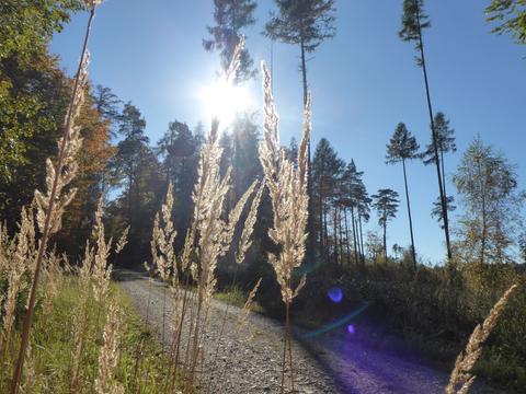 Gräser vor einem sonnenbeschienenen Weg.