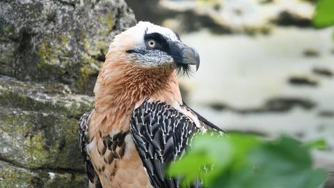 Bartgeier im Frankfurter Zoo