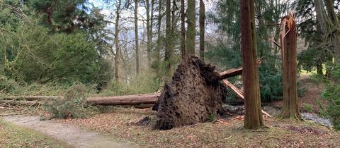 Im Kasseler Bergpark wurde dieser Baum entwurzelt.