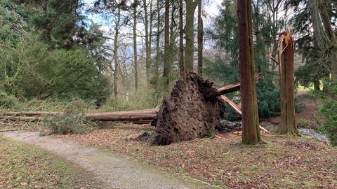 Im Kasseler Bergpark wurde dieser Baum entwurzelt.