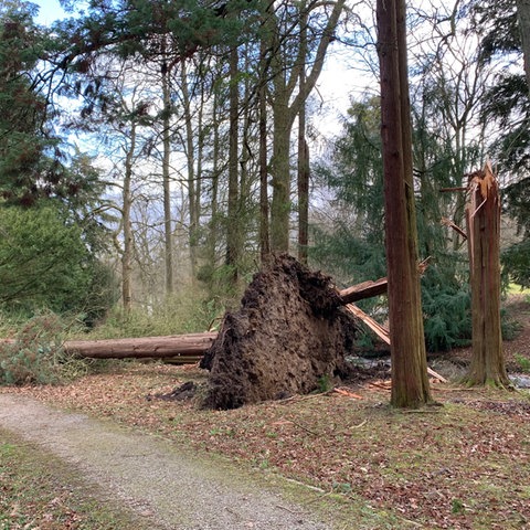 Im Kasseler Bergpark wurde dieser Baum entwurzelt.