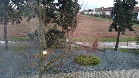 Umgestürzter Baum in Weiterstadt