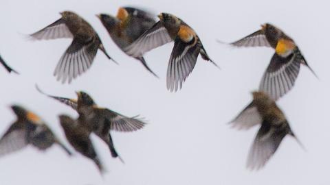 Vögel mit gelblicher Farbe im Gefieder