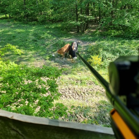 Gewehr mit Betäubungspatronen zielt auf die Rinder im Wald