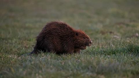 Ein Biber sitzt in der Abenddämmerung auf einer Wiese.