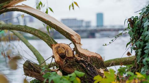 Ein Baum am Mainufer im Licht- und Luftbad in Frankfurt-Niederrad zeigt deutliche Bissspuren von einem Biber. 