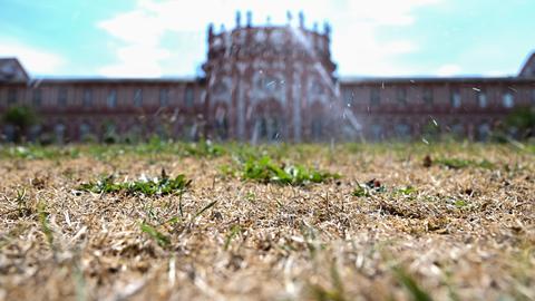 Die vertrocknete Rasenfläche vor dem Biebricher Schloss. Angesichts des trockenen Sommers werden auch in den Parks und öffentlichen Gärten in Hessen nicht alle Pflanzen gewässert. 