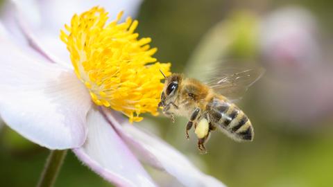 Honigbiene an Blüte