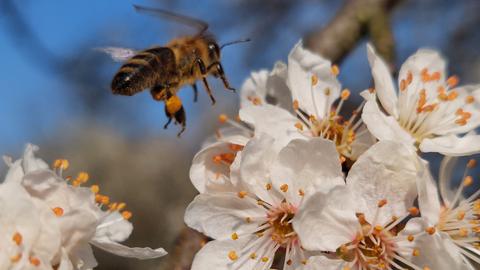 Eine Biene fliegt auf eine Blüte zu.