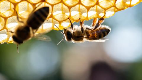 Honigbienen sitzen auf einer Wabe.