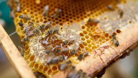 Bienen saugen Honig aus Zellen einer Wabe