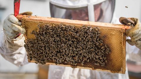 Imker Frankfurt Bienen