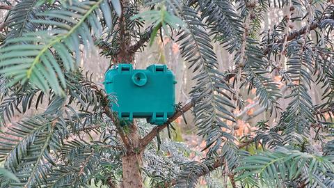 Bird Mapper Box in Baum
