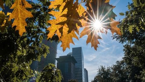 Die Sonne scheint durch Blätter hindurch, im Hintergrund ist das Frankfurter Bankenviertel zu sehen