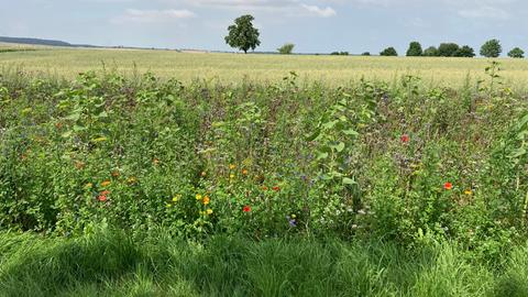 Feld mit Blühstreifen für Insekten