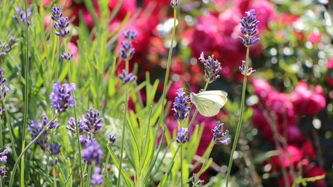 Blumen und ein Schmetterling bei der Landesgartenschau Fulda