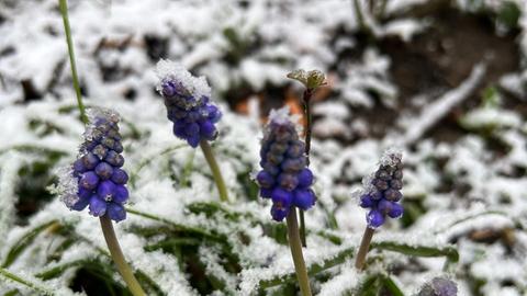 Frühling versus Schnee: Blaue Hyazinthen, vom Schnee bedeckt. 