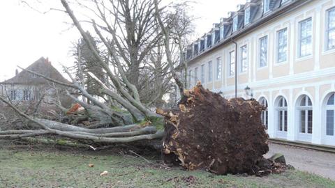 Blutbuche in Hanau entwurzelt